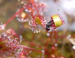 Drosera anglica