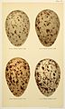 File:Eggs of British Birds Seebohm 1896 Plate35.jpg