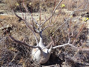 Oleanderväxten Pachypodium rosulatum i Isalo nationalpark