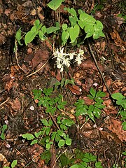 花の上部が茎葉。花の下部に今年の根出葉が見え、写真下端に越冬した根出葉が見える。