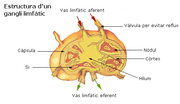 Miniatura per Gangli limfàtic