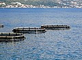 Узгој морске рибе у базенима у мору, Бококоторски залив