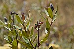 Miniatura para Monnina salicifolia