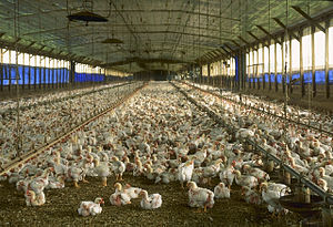 A commercial meat chicken production house in ...