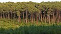 Strandfuruskog i Landes