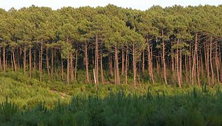 Piñeiros Pinus pinaster, no suroeste de Francia.
