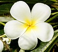 Plumeria obtusa; flor