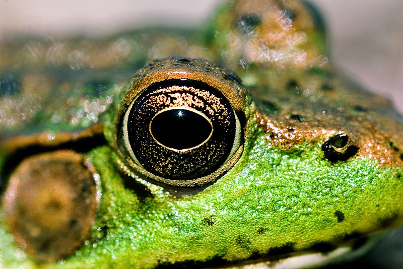File:Frog eye closeup.jpg