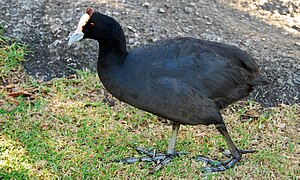 Fulica cristata -Cape Town, South Africa -adult-8.jpg