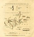 Image 12The chart of the Galápagos published by the English pirate William Ambrosia Cowley in 1684, the source of many of the islands' English names (from Galápagos Islands)