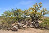 Geronimo Surrender Site