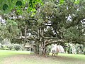 Ein Baum im Botanischen Garten von Aburi