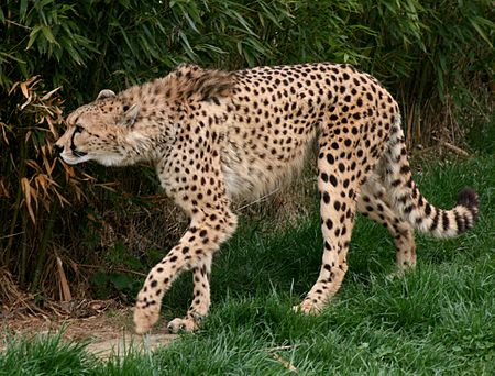 Acinonyx jubatus venaticus