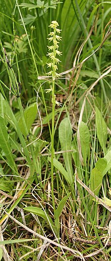 Vignette pour Orchis à un bulbe