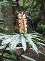 Gattung Hedychium (Ingwergewächse) (evt. H. gardnerianum) in Hongkong (August 2008)