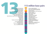 Human chromosome 13 from Gene Gateway - with label.png