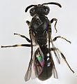 Hylaeus communis (havemaskebi)