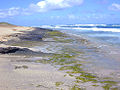 Image 18Intertidal zones (from Marine ecosystem)