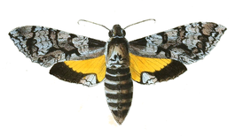 Isognathus menechus