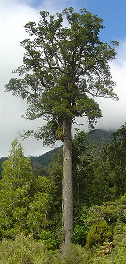 Kõrge pisarviljak (Dacrycarpus dacrydioides)