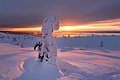 Kandalakšos rezervatas žiemą