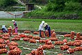 於 2009年7月30日 (四) 20:06 版本的縮圖