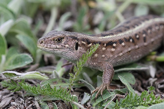 烏克蘭雌性捷蜥蜴（Lacerta agilis）。