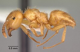 Lasius claviger