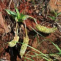 Ledebouria zebrina