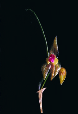 Lepanthes excedens.jpg