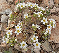 Linanthus demissus