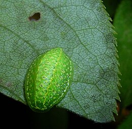 Lithacodes fasciola lerva