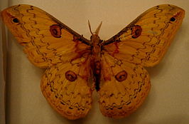 Loepa kuangtungensis