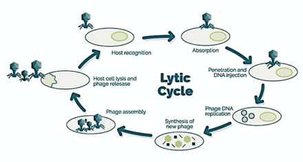The lytic cycle, the reproductive cycle of the bacteriophage, has six stages:
- attachment: the phage attaches itself to the surface of the host cell
- penetration: the phage injects its DNA through the cell membrane
- transcription: the host cell's DNA is degraded and the cell's metabolism
is directed to initiate phage biosynthesis
- biosynthesis: the phage DNA replicates inside the cell
- maturation: the replicated material assembles into fully formed viral phages
- lysis: the newly formed phages are released from the infected cell
(which is itself destroyed in the process) to seek out new host cells Lytic cycle.png