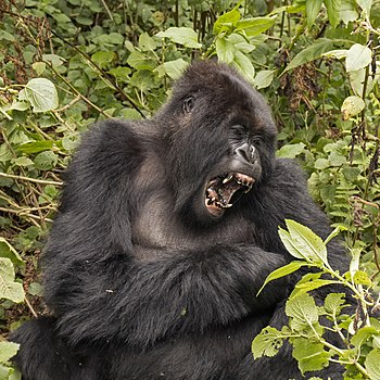 Zívající gorila horská (Gorilla beringei beringei) ve rwandském Národním parku Volcanoes