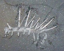 Hallucigenia fossil NMNH-USNM83935 Hallucigeniasp (cropped).jpg