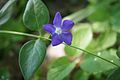 Vinca major