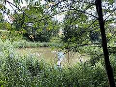 Teich mit Röhricht südl. Holt