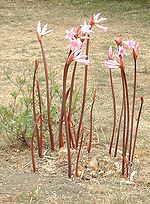 Miniatura para Amaryllis