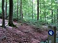 Buchenwald am Urwaldsteig im Nationalpark Kellerwald-Edersee