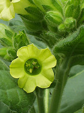 Tobacco (Nicotiana rustica) flower, leaves, and buds Native American tobacco flower.jpg