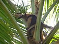 Miniatura para Refugio nacional de vida silvestre mixto Jairo Mora Sandoval Gandoca-Manzanillo