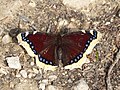 Sørgekåpe: En sommerfugl i familien flikvinger. Vingespenn: 62–75 mm. Flyperiode: Juni til september.