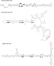 Secondary structure proposed for representative members of the family Avsunviroidae OOT.Avs.Fig1.V5.png