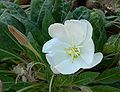 Oenothera caespitosa