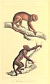 Brauner Brüllaffe und Roter Brüllaffe in Œuvres complètes de Buffon avec les descriptions anatomiques de Daubenton