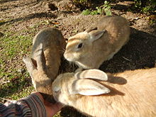 Feral rabbits on the island of Okunoshima: The European rabbit was introduced to the island following World War II as part of the development of a park, and established a self-sustaining population in the latter half of the 20th century. Okunojima-rabbit.JPG