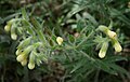 Onosma helvetica subsp. fallax