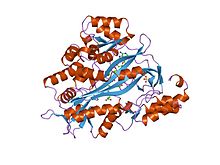 PDB 2hgs EBI.jpg