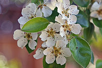 w:Pear blossoms, California, unknown variety